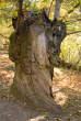 20061103_104205 Castagno.jpg